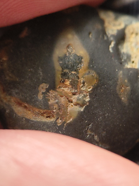 LE33 Crinoid Columnals (includes Pentagonal Cross-Sections)