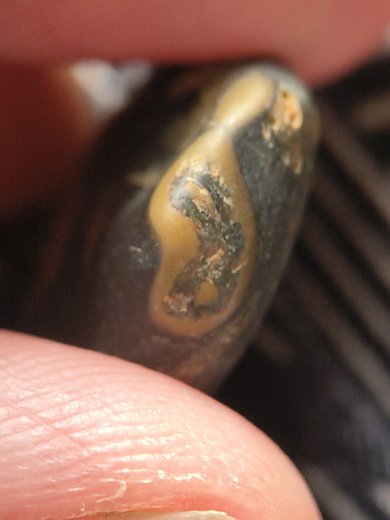 LE33 Crinoid Columnals (includes Pentagonal Cross-Sections)