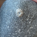LE15 Crinoid Piece