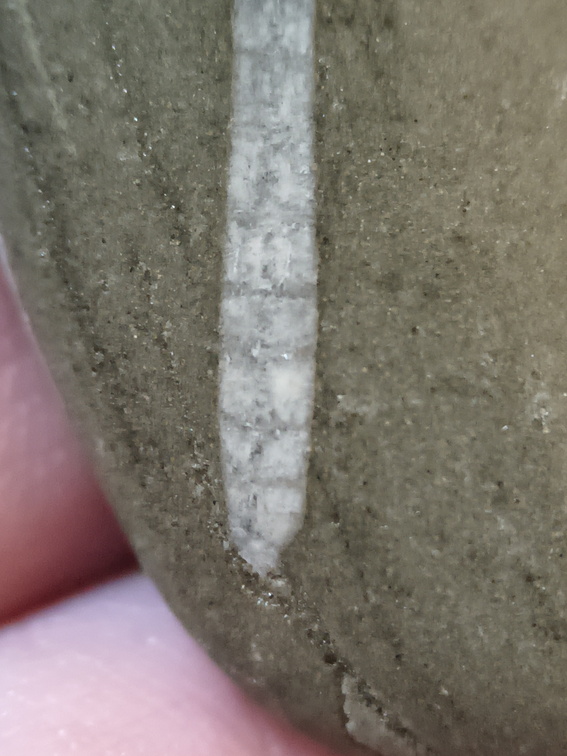 LE18 Crinoid Columnal