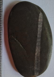 LE18 Crinoid Columnal