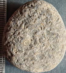 LE14 Crinoid Columnal-Rich Packstone Containing numerous columnals (including pentalobate lumens)