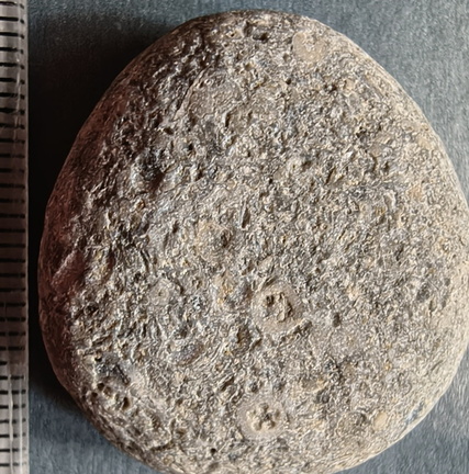 LE14 Crinoid Columnal-Rich Packstone Containing numerous columnals (including pentalobate lumens)