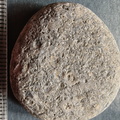 LE14 Crinoid Columnal-Rich Packstone Containing numerous columnals (including pentalobate lumens)