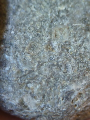 LE14 Crinoid Columnal-Rich Packstone Containing numerous columnals (including pentalobate lumens)