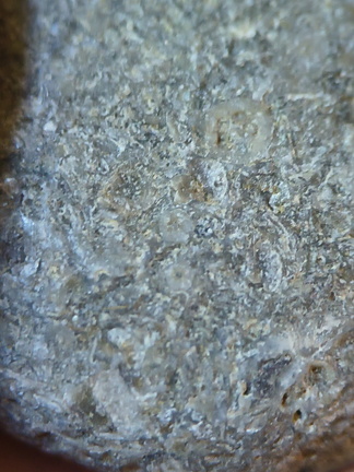 LE14 Crinoid Columnal-Rich Packstone Containing numerous columnals (including pentalobate lumens)
