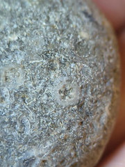 LE14 Crinoid Columnal-Rich Packstone Containing numerous columnals (including pentalobate lumens)