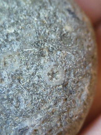 LE14 Crinoid Columnal-Rich Packstone Containing numerous columnals (including pentalobate lumens)