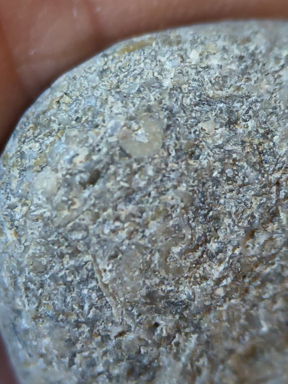 LE14 Crinoid Columnal-Rich Packstone Containing numerous columnals (including pentalobate lumens)