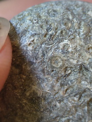 LE14 Crinoid Columnal-Rich Packstone Containing numerous columnals (including pentalobate lumens)