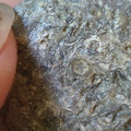 LE14 Crinoid Columnal-Rich Packstone Containing numerous columnals (including pentalobate lumens)