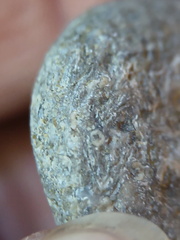 LE14 Crinoid Columnal-Rich Packstone Containing numerous columnals (including pentalobate lumens)