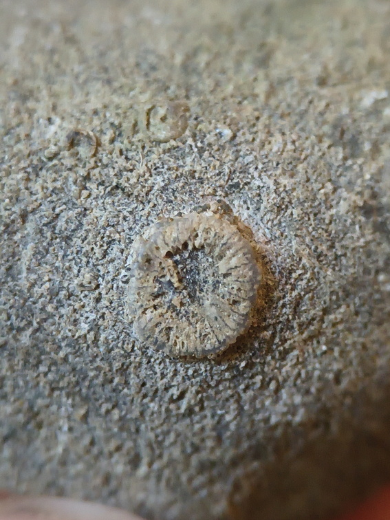 SRT1 Crinoid Columnal 