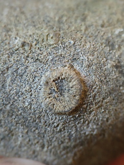 SRT1 Crinoid Columnal 