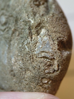 RR3 Bryozoan incl. Basal portion of colonial bryozoan showing attachment surface 