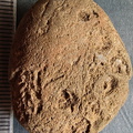 RR3 Bryozoan incl. Basal portion of colonial bryozoan showing attachment surface 