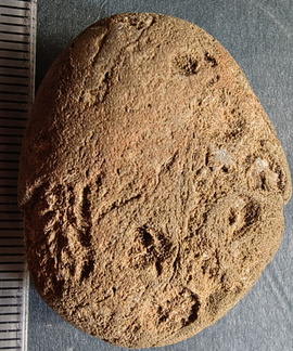 RR3 Bryozoan incl. Basal portion of colonial bryozoan showing attachment surface 