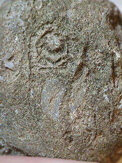 RR3 Bryozoan incl. Basal portion of colonial bryozoan showing attachment surface 