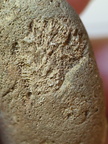 RR3 Bryozoan incl. Basal portion of colonial bryozoan showing attachment surface 