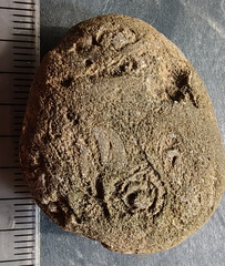 RR3 Bryozoan incl. Basal portion of colonial bryozoan showing attachment surface 