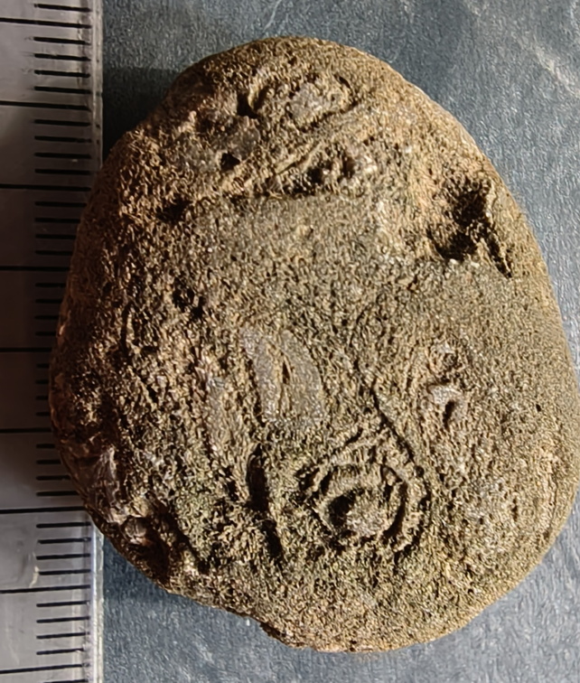 RR3 Bryozoan incl. Basal portion of colonial bryozoan showing attachment surface 