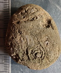 RR3 Bryozoan incl. Basal portion of colonial bryozoan showing attachment surface 