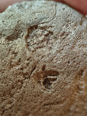 RR3 Bryozoan incl. Basal portion of colonial bryozoan showing attachment surface 
