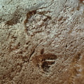 RR3 Bryozoan incl. Basal portion of colonial bryozoan showing attachment surface 