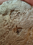 RR3 Bryozoan incl. Basal portion of colonial bryozoan showing attachment surface 