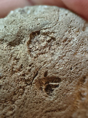RR3 Bryozoan incl. Basal portion of colonial bryozoan showing attachment surface 