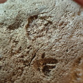 RR3 Bryozoan incl. Basal portion of colonial bryozoan showing attachment surface 