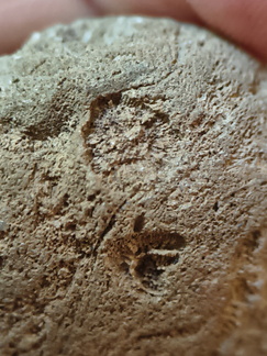 RR3 Bryozoan incl. Basal portion of colonial bryozoan showing attachment surface 