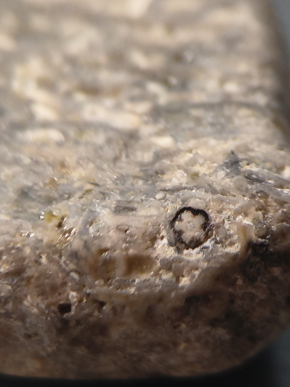  LE28 Crinoidal Packstone (includes Pentalobate Lumen Cross-Section)