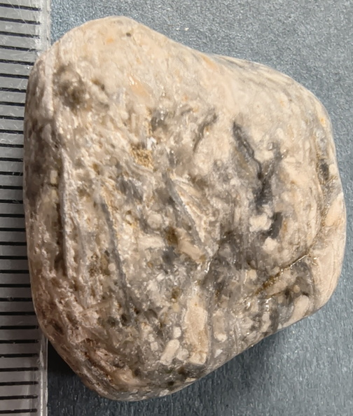  LE28 Crinoidal Packstone (includes Pentalobate Lumen Cross-Section)