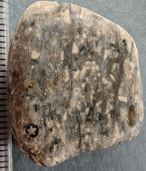  LE28 Crinoidal Packstone (includes Pentalobate Lumen Cross-Section)