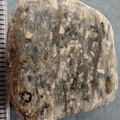  LE28 Crinoidal Packstone (includes Pentalobate Lumen Cross-Section)