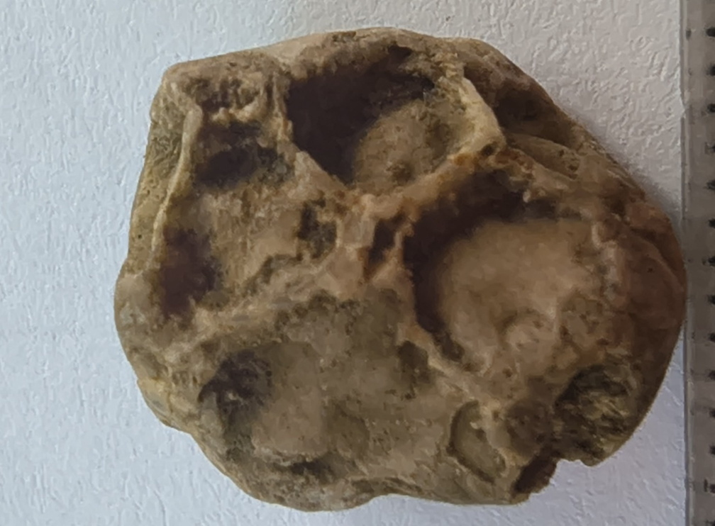 SRT4 Pleurodictyum sp. Colonial Tabulate Coral