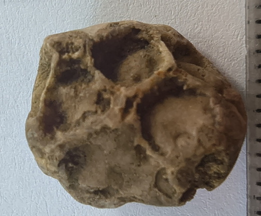 SRT4 Pleurodictyum sp. Colonial Tabulate Coral