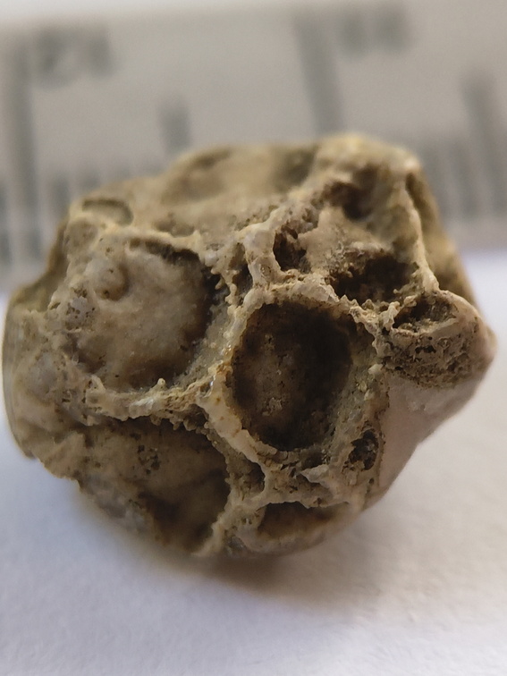 SRT4 Pleurodictyum sp. Colonial Tabulate Coral