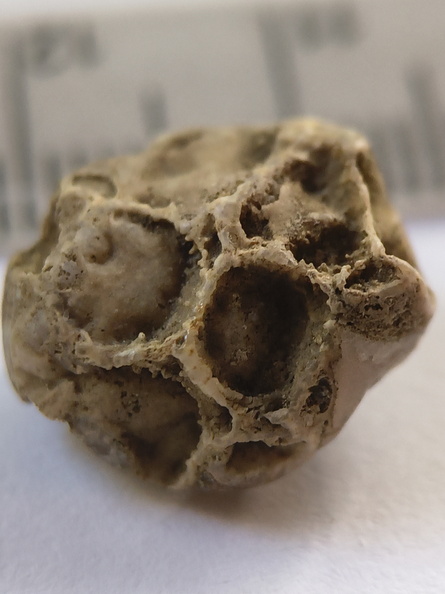 SRT4 Pleurodictyum sp. Colonial Tabulate Coral