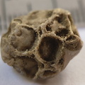 SRT4 Pleurodictyum sp. Colonial Tabulate Coral