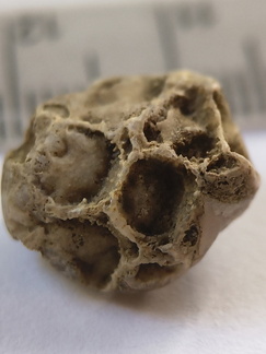 SRT4 Pleurodictyum sp. Colonial Tabulate Coral