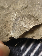 RR13 Rhipidomella sp. Strophomenid Brachiopod (External Mold)