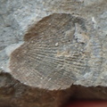 RR13 Rhipidomella sp. Strophomenid Brachiopod (External Mold)