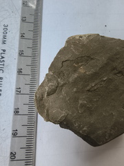 RR13 Rhipidomella sp. Strophomenid Brachiopod (External Mold)