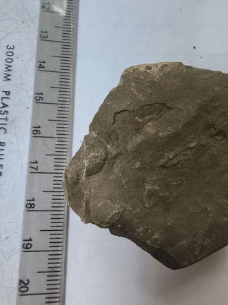 RR13 Rhipidomella sp. Strophomenid Brachiopod (External Mold)