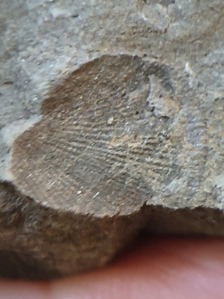 RR13 Rhipidomella sp. Strophomenid Brachiopod (External Mold)