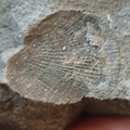 RR13 Rhipidomella sp. Strophomenid Brachiopod (External Mold)