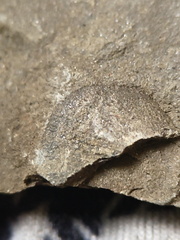 RR13 Rhipidomella sp. Strophomenid Brachiopod (External Mold)