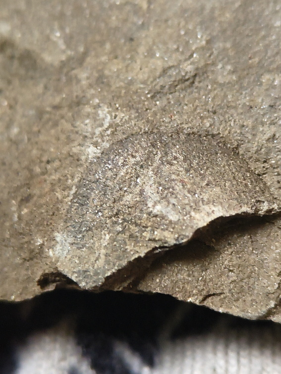 RR13 Rhipidomella sp. Strophomenid Brachiopod (External Mold)